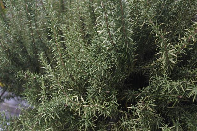 ローズマリーは香がいいです