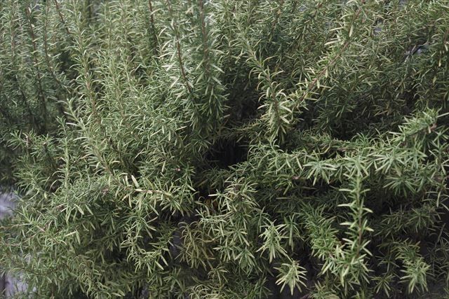 美しいローズマリー