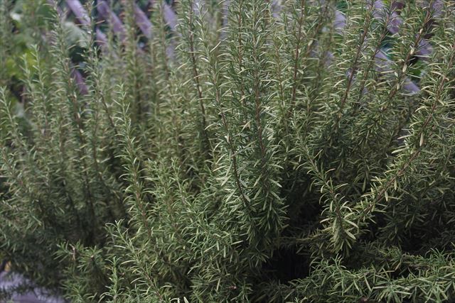 きれいだな、ローズマリー
