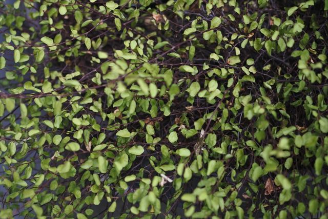 ワイヤープランツです