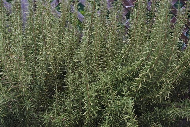 きれいなローズマリーだなあと思ったので写真に撮りました