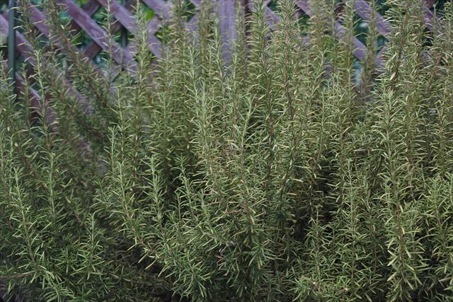 ローズマリーが好き