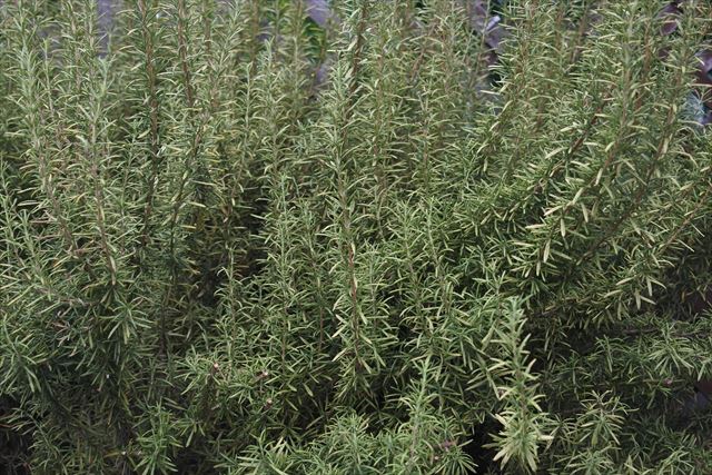 ローズマリーが美しい