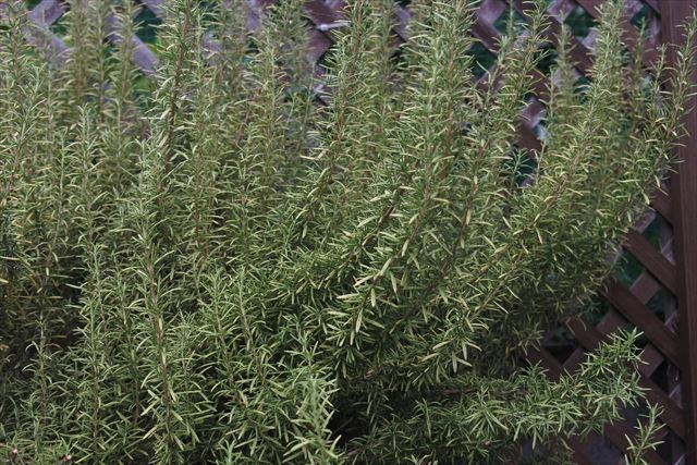 ローズマリー。ラティスの前