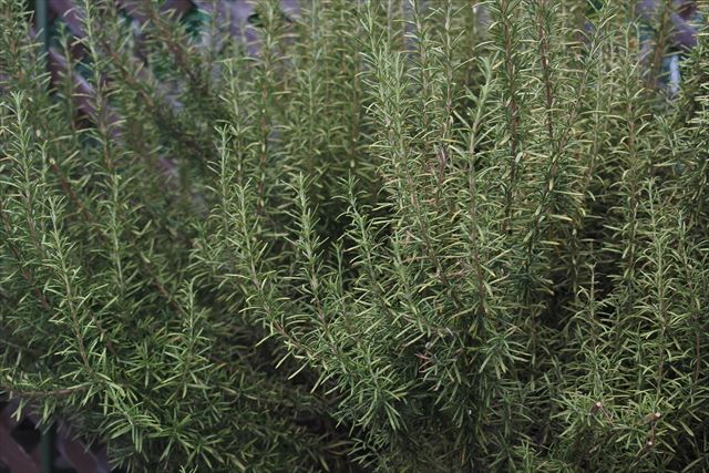 ラティスとローズマリー