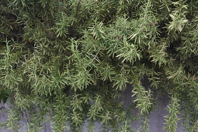 素晴らしいローズマリー