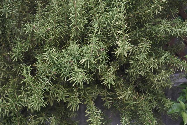 見事なローズマリー