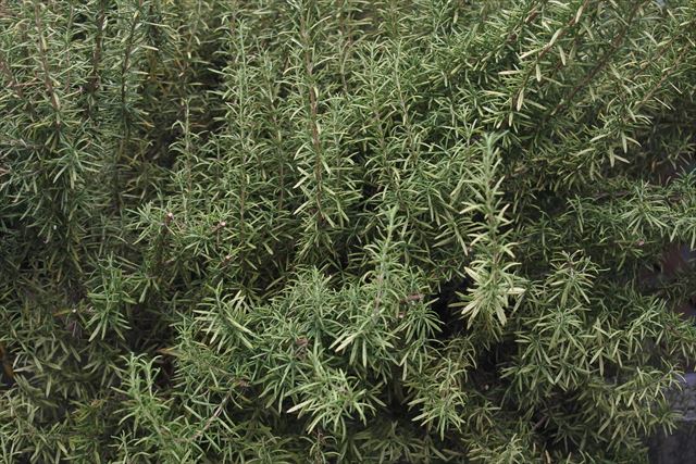 ローズマリーは日当たりのよいところで育ててください