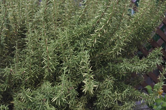 ローズマリーは日当たりが大好き