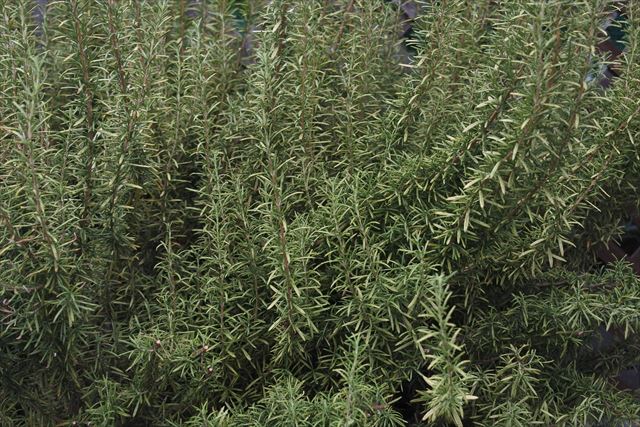 とっても大きなローズマリー