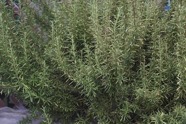 ある民家のローズマリー。許可をもらって撮影しました