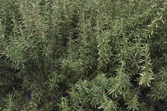 ローズマリー。これで１本の木