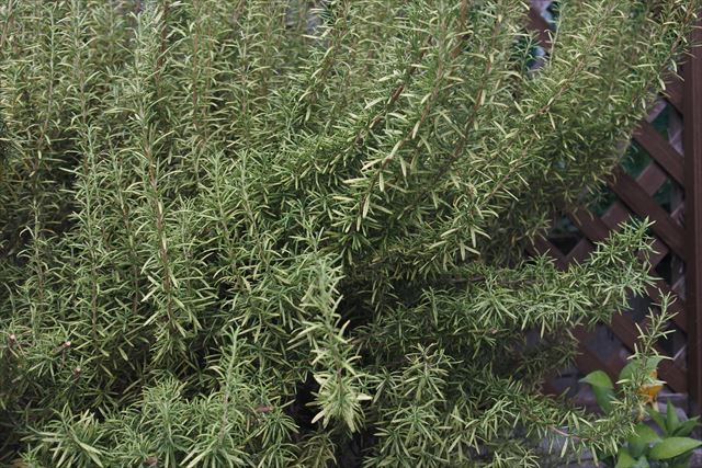 ローズマリーだな