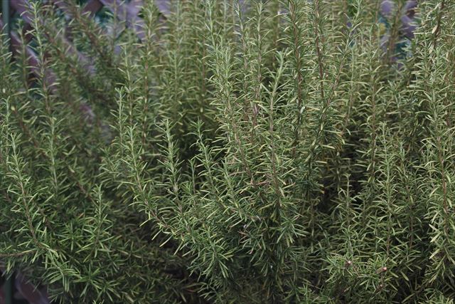 大きなローズマリーでした