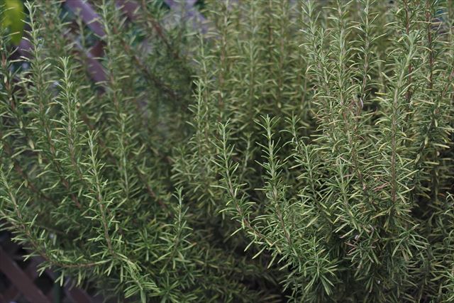ローズマリー茂っています