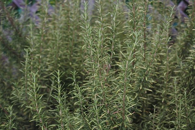 ローズマリーがいい香り