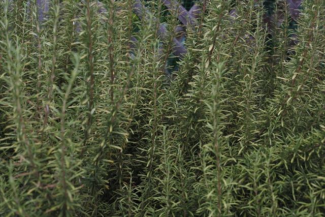 ローズマリーはハーブです