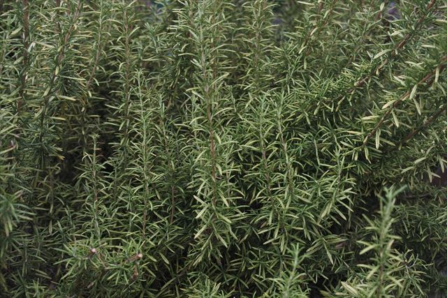 いい香りだよねローズマリーって