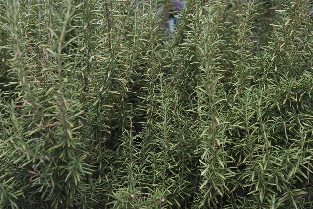 １０年以上育てているローズマリーだそうです