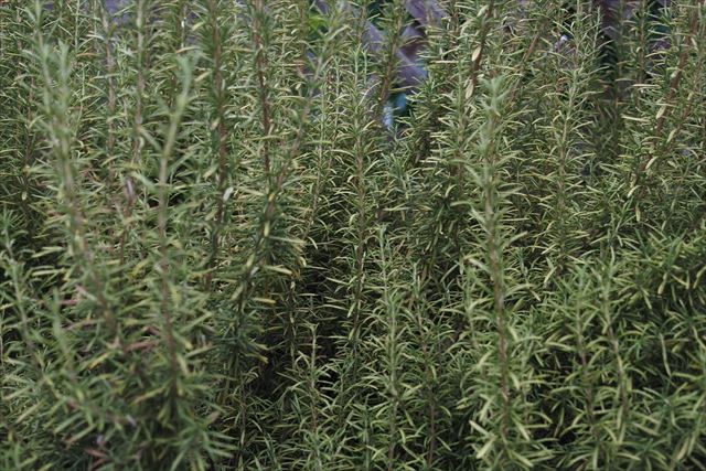 きれいなローズマリーです