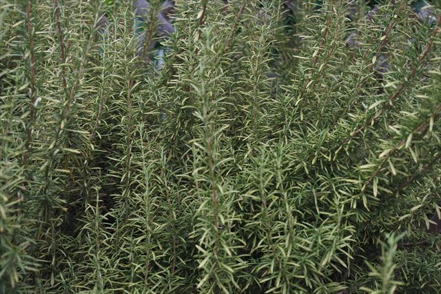 きれいに大きくなったローズマリーを発見