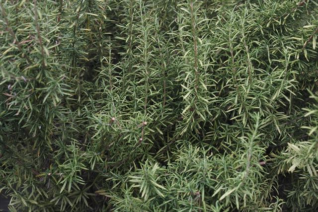 ローズマリーが好き