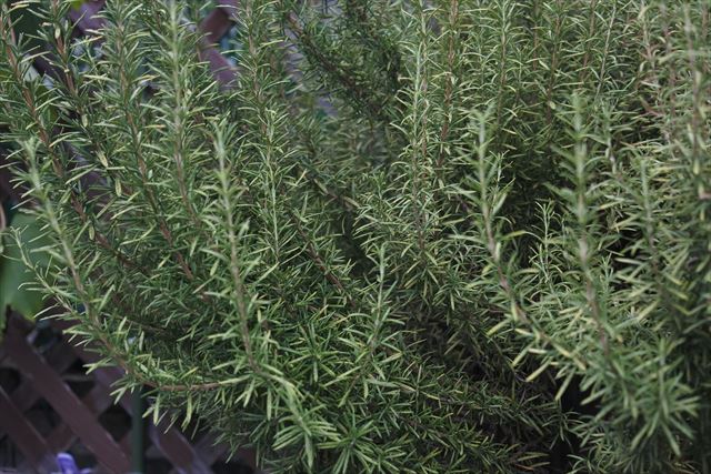 ２０年育てているローズマリーです