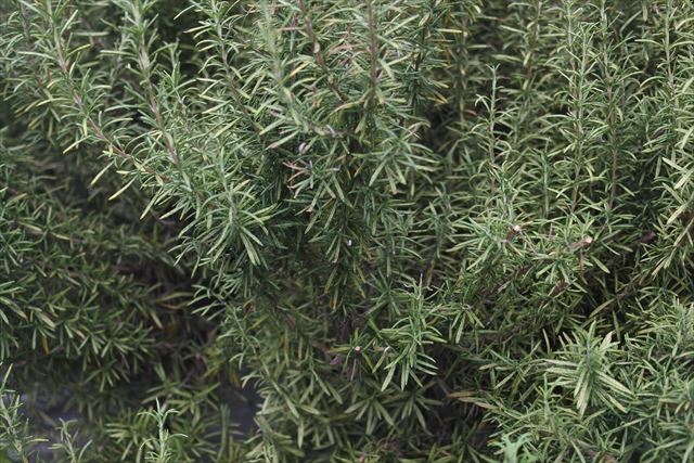 ローズマリーがあると料理にも使えて便利