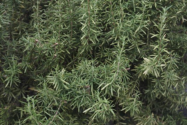 ローズマリーは世話いらず。