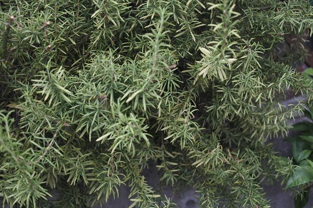 ローズマリーは日当たりがよければほっといても育ちます