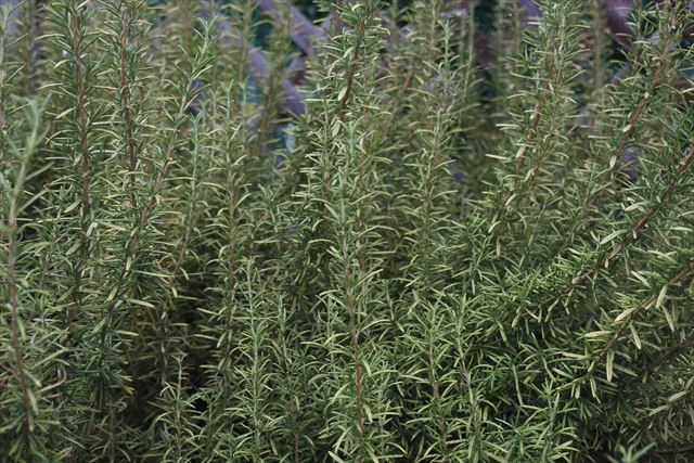 ローズマリーはハーブで育てやすい