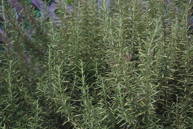ローズマリーの緑がきれい。