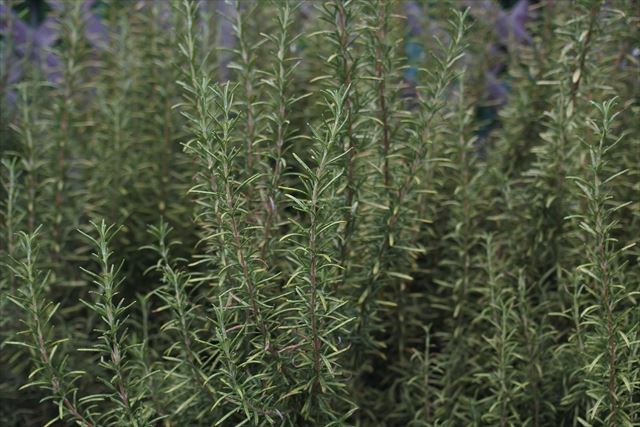ローズマリーは日当たりが悪いと育ちにくいな