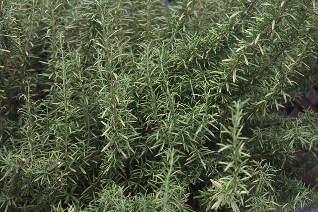 ローズマリーは乾燥に強いです