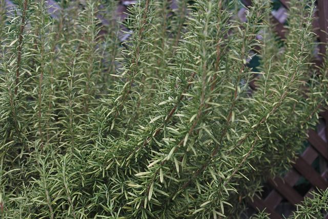 ローズマリーは日当たりを好みます