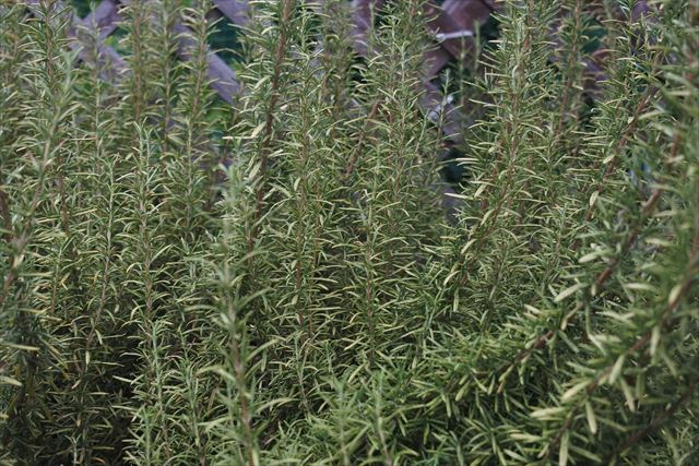 ローズマリーは育てやすいです