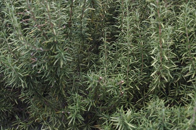 ローズマリーは料理にも使えます