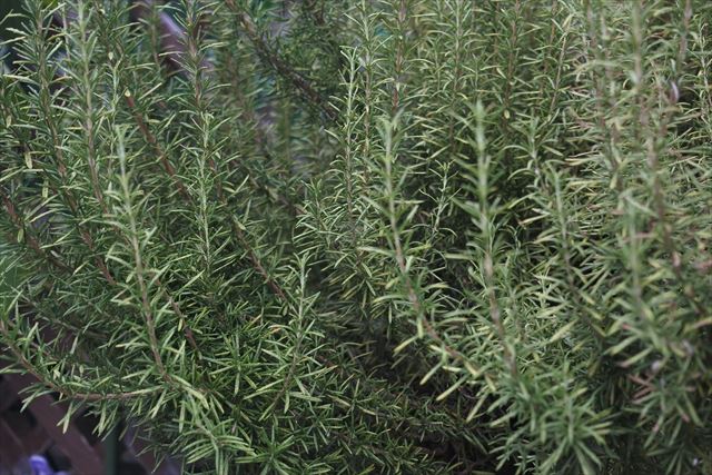 見事に大きくなりました。これはローズマリーです。