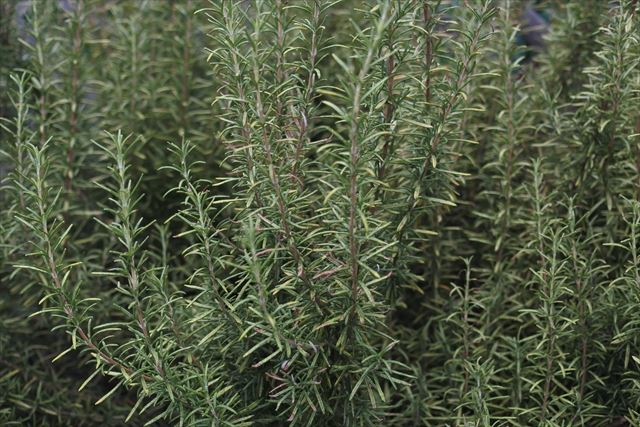 いい香りです。ローズマリー。