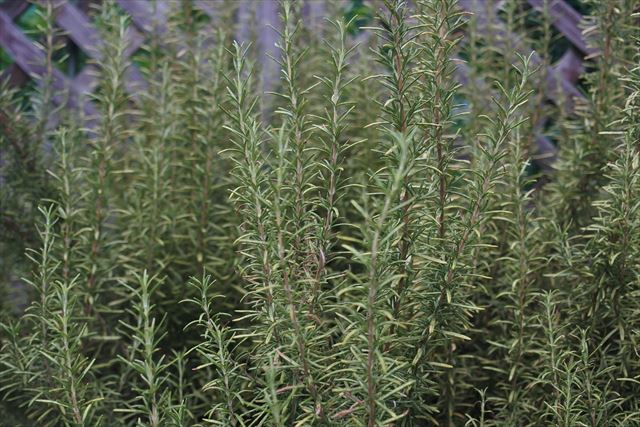 ラティスとハーブ、ローズマリー