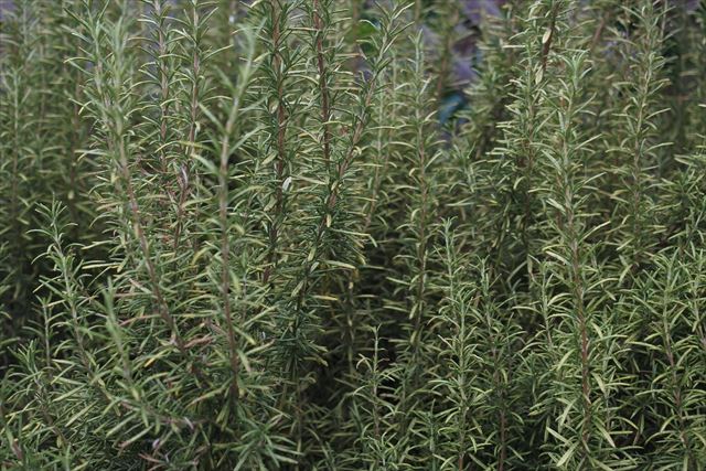 きれいです。ローズマリー。