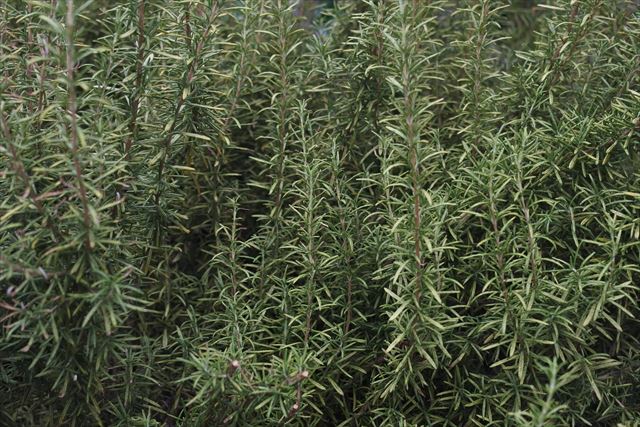 立派なローズマリーです