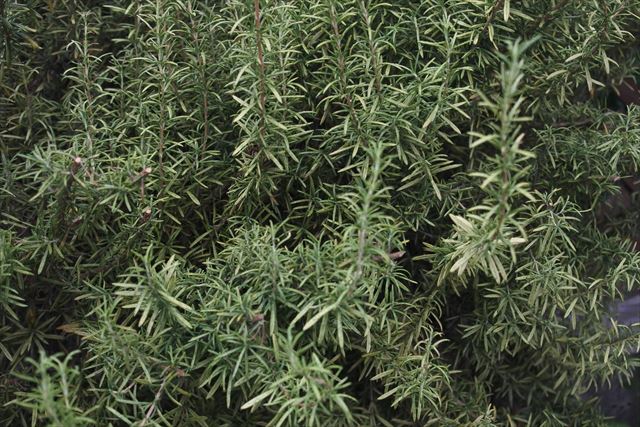 ローズマリーです。きれいでした