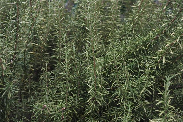 いい香りです。ハーブ、ローズマリー