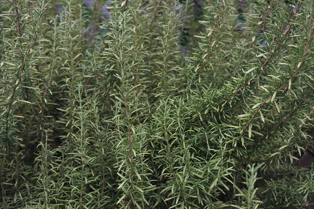 ローズマリー、ハーブの一種です