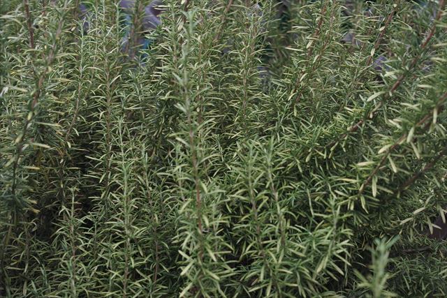 ハーブシリーズ；ローズマリーです