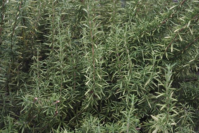 ハーブ、ローズマリー。