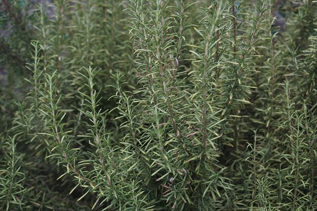 わたしの好きなハーブ。