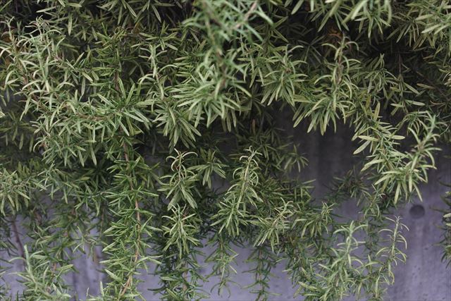 ローズマリーです