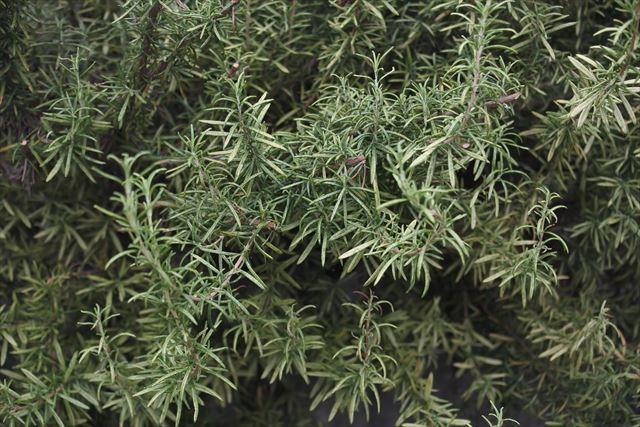 ローズマリーがよく茂っていました